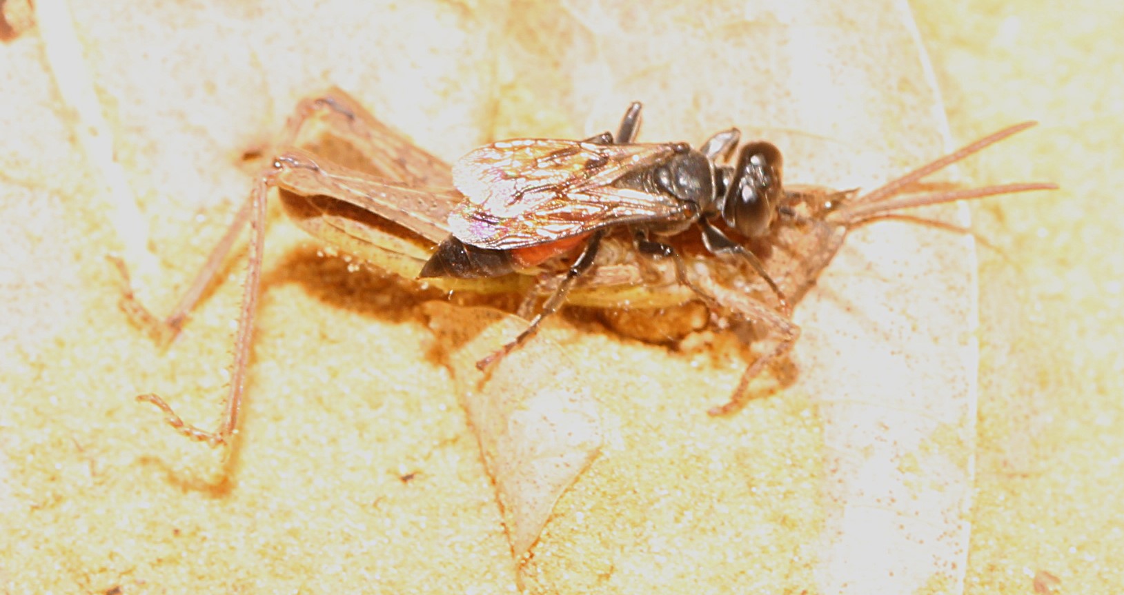 Grabwespe Tachysphex obscuripennis mit Grashüpferbeute
